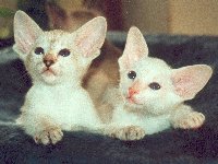 zur Seite Robin Hoods Lilani und Vanilli (75 KB)